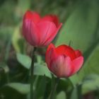 red tulips