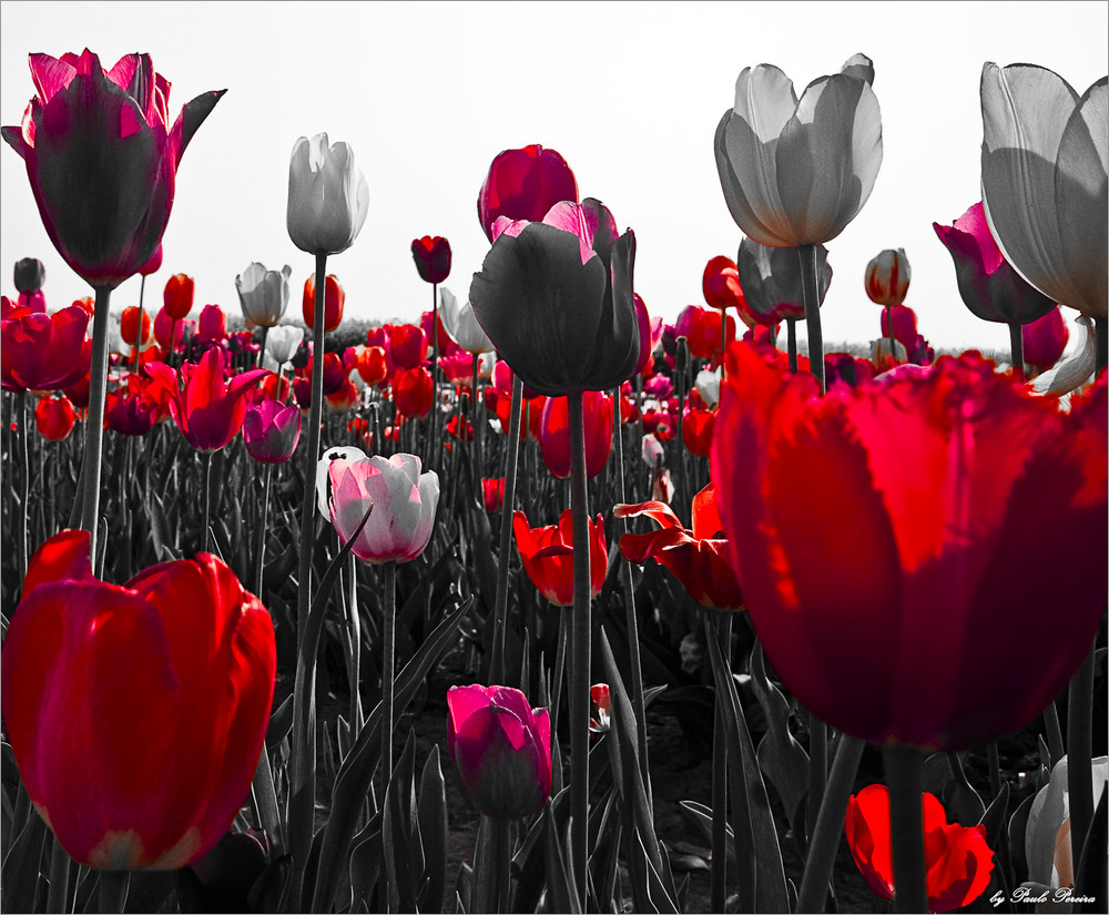 red tulips