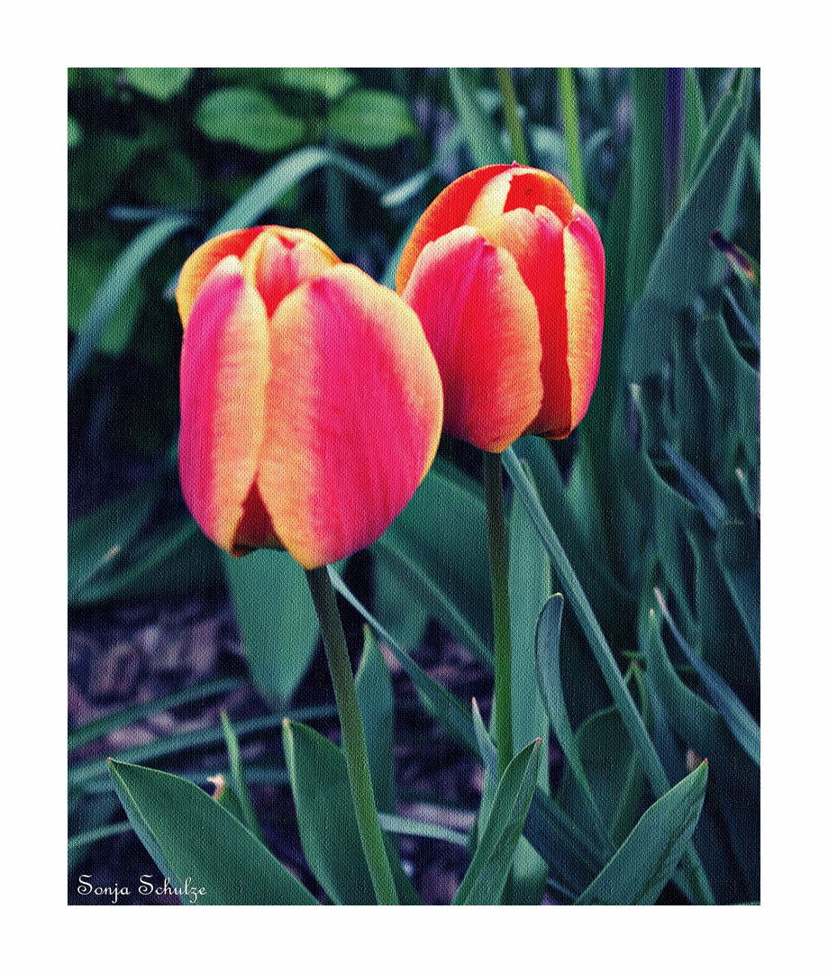 Red Tulips