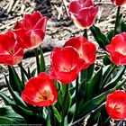 Red Tulips