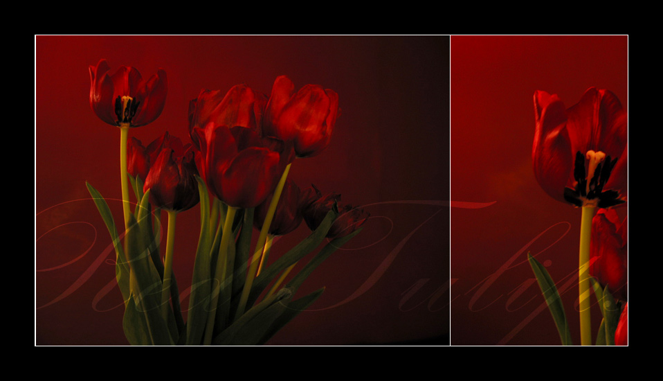 Red Tulips