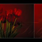 Red Tulips