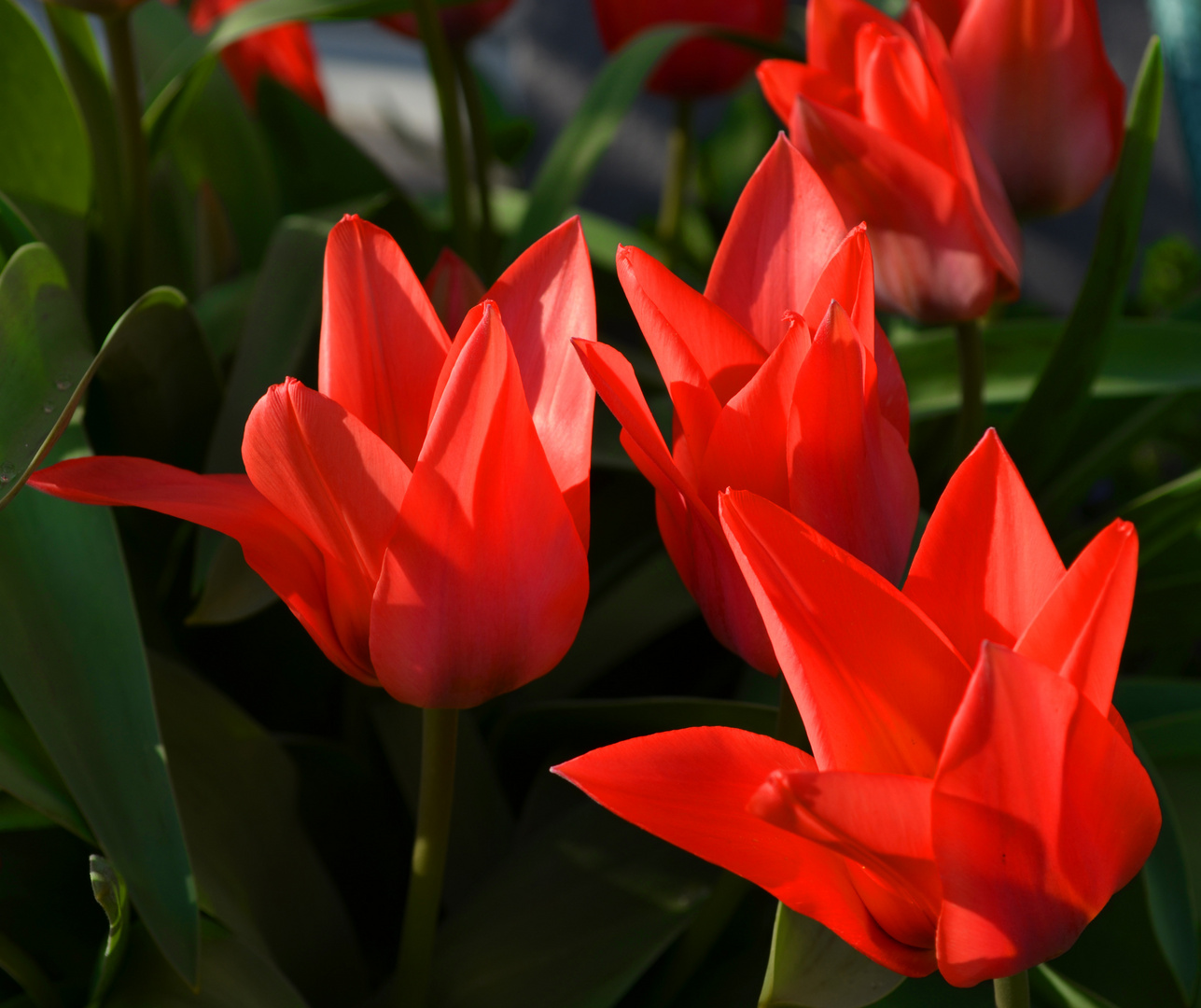 Red Tulips