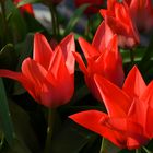 Red Tulips