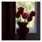 red tulips, (6)