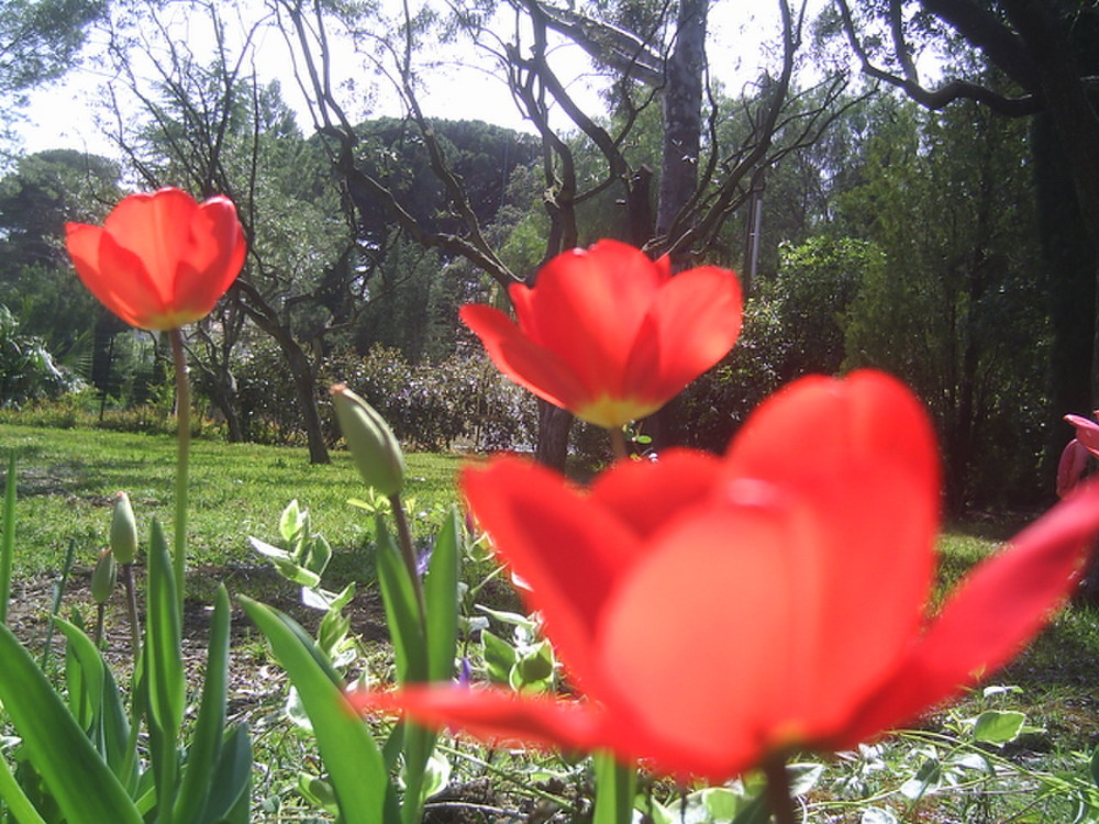 red tulips..