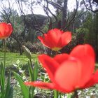 red tulips..