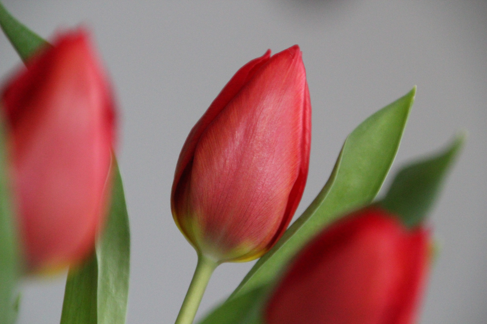 Red tulips