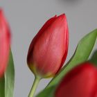 Red tulips