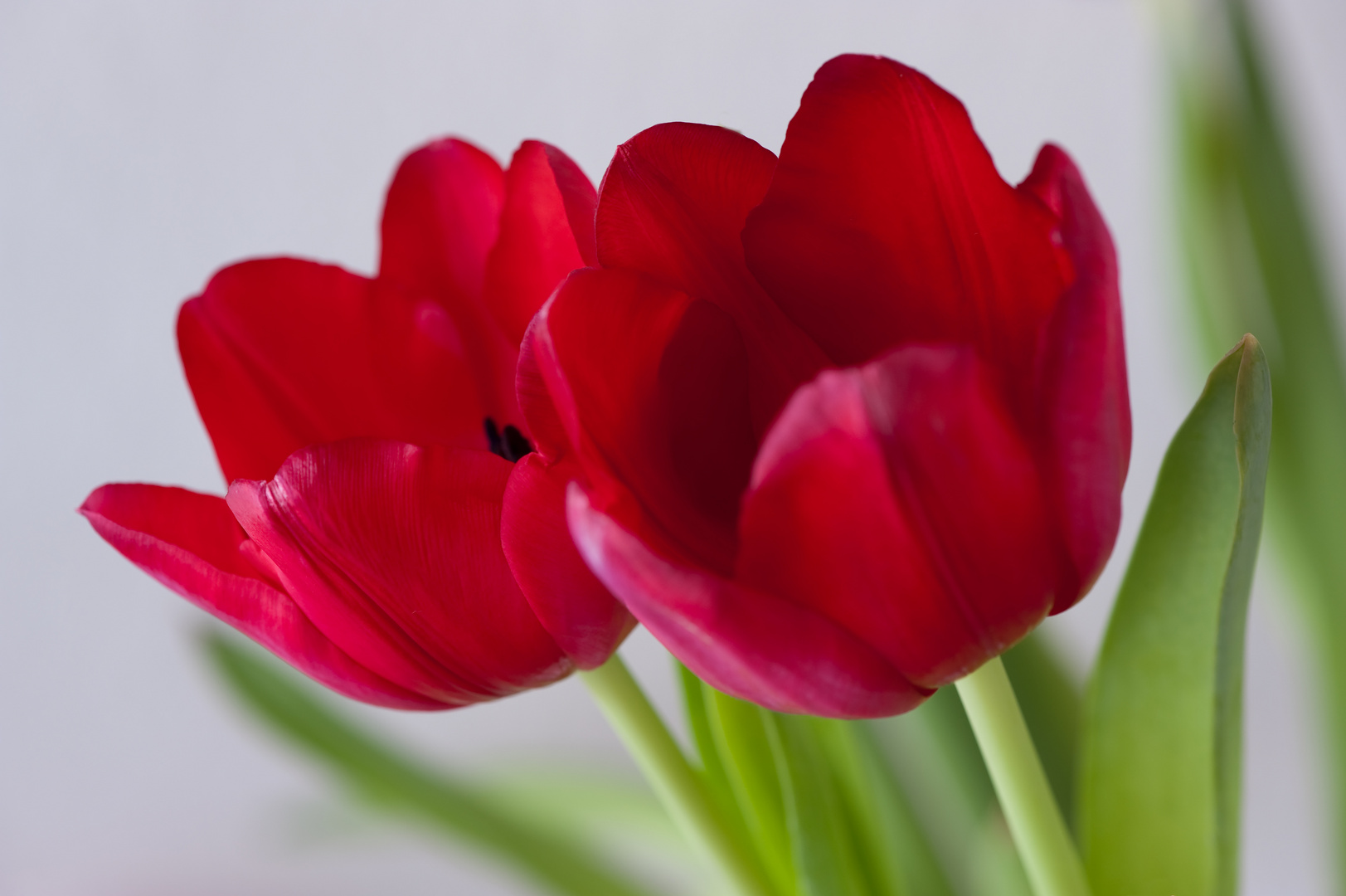 red tulips