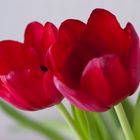 red tulips