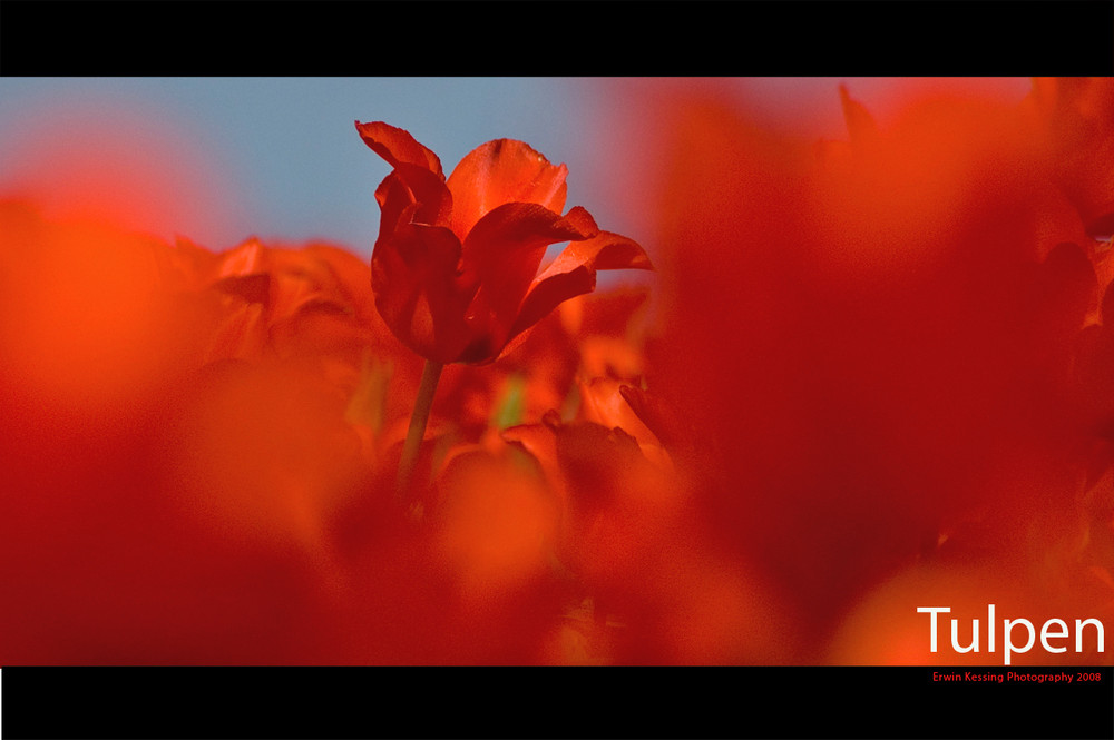 Red tulips