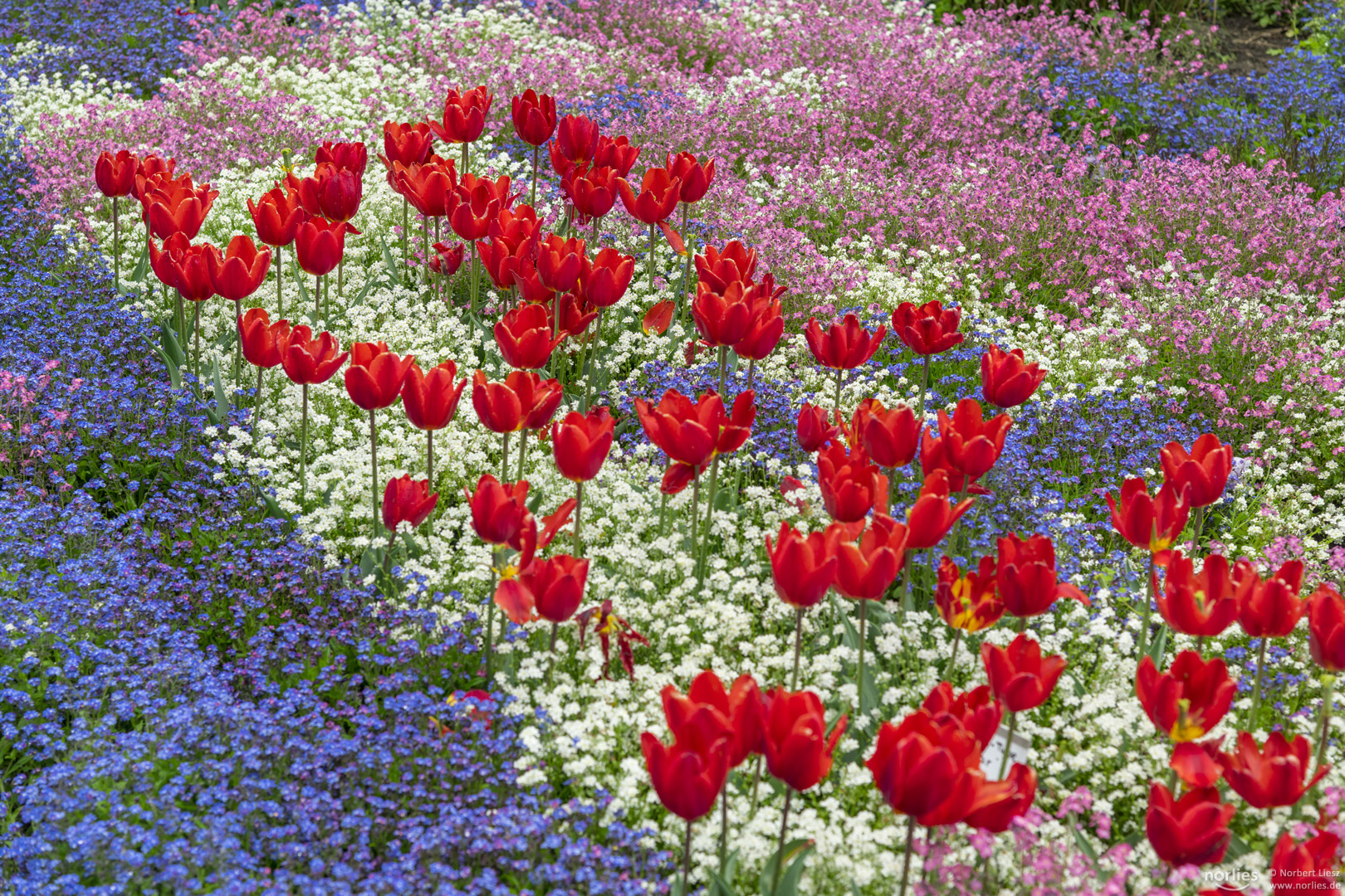 red tulips