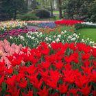 red tulips and others