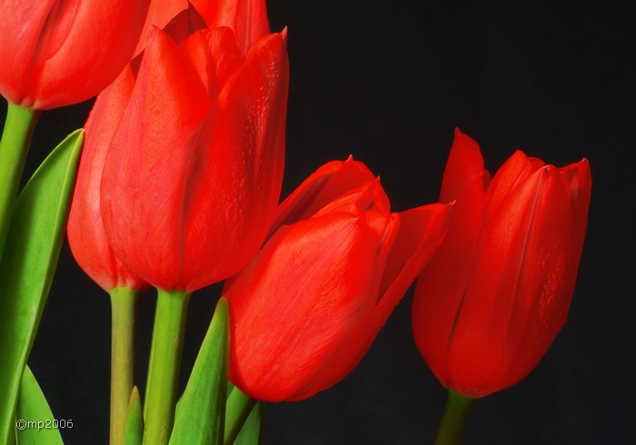 red tulips