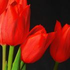 red tulips