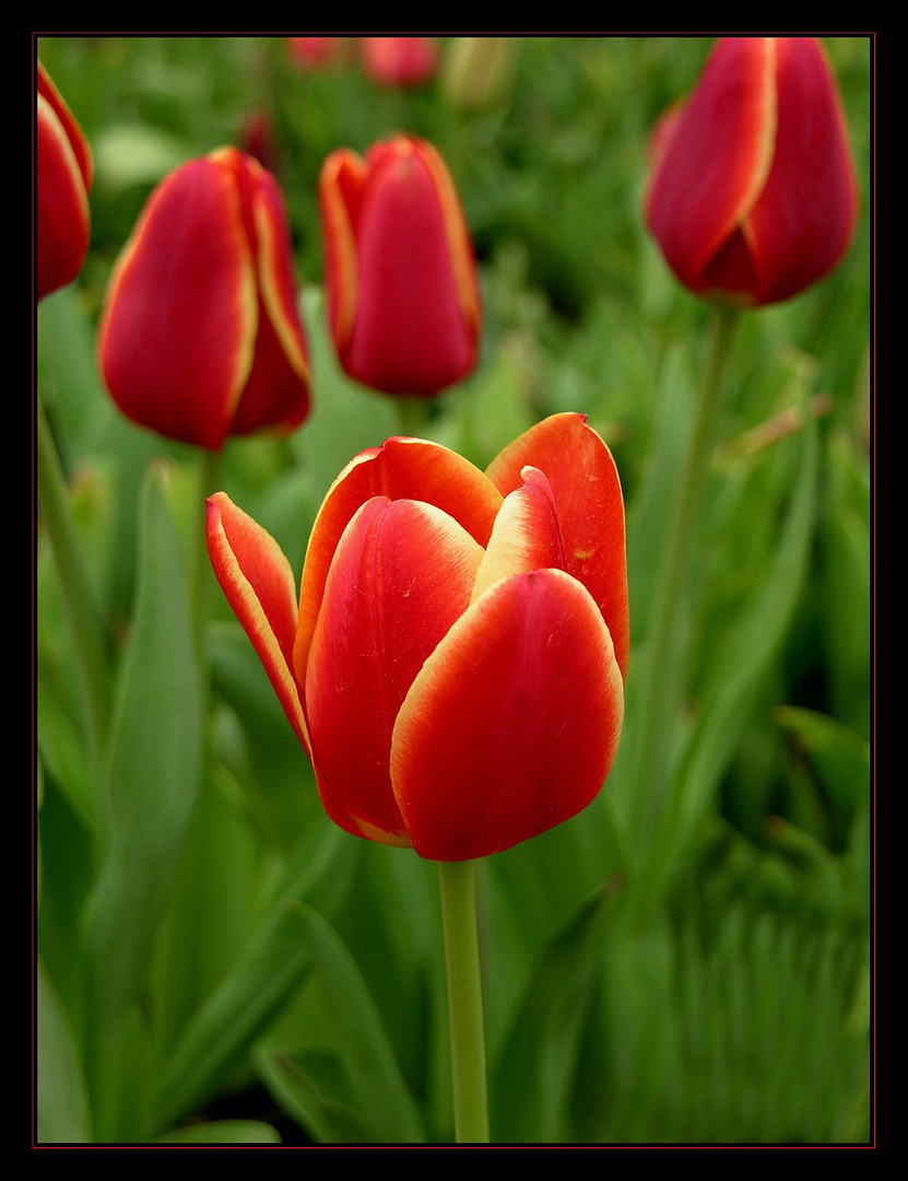 Red Tulips