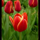 Red Tulips