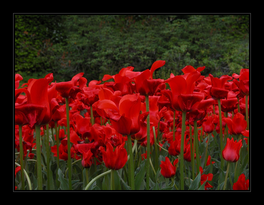 Red Tulip's