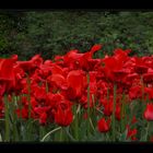Red Tulip's