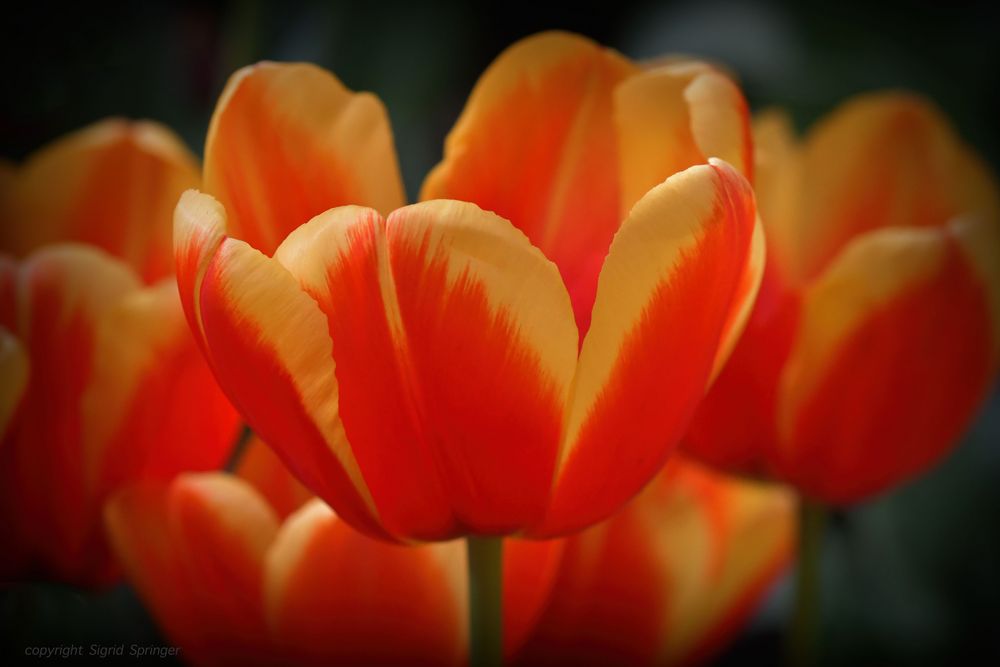 red tulips with sunshine 