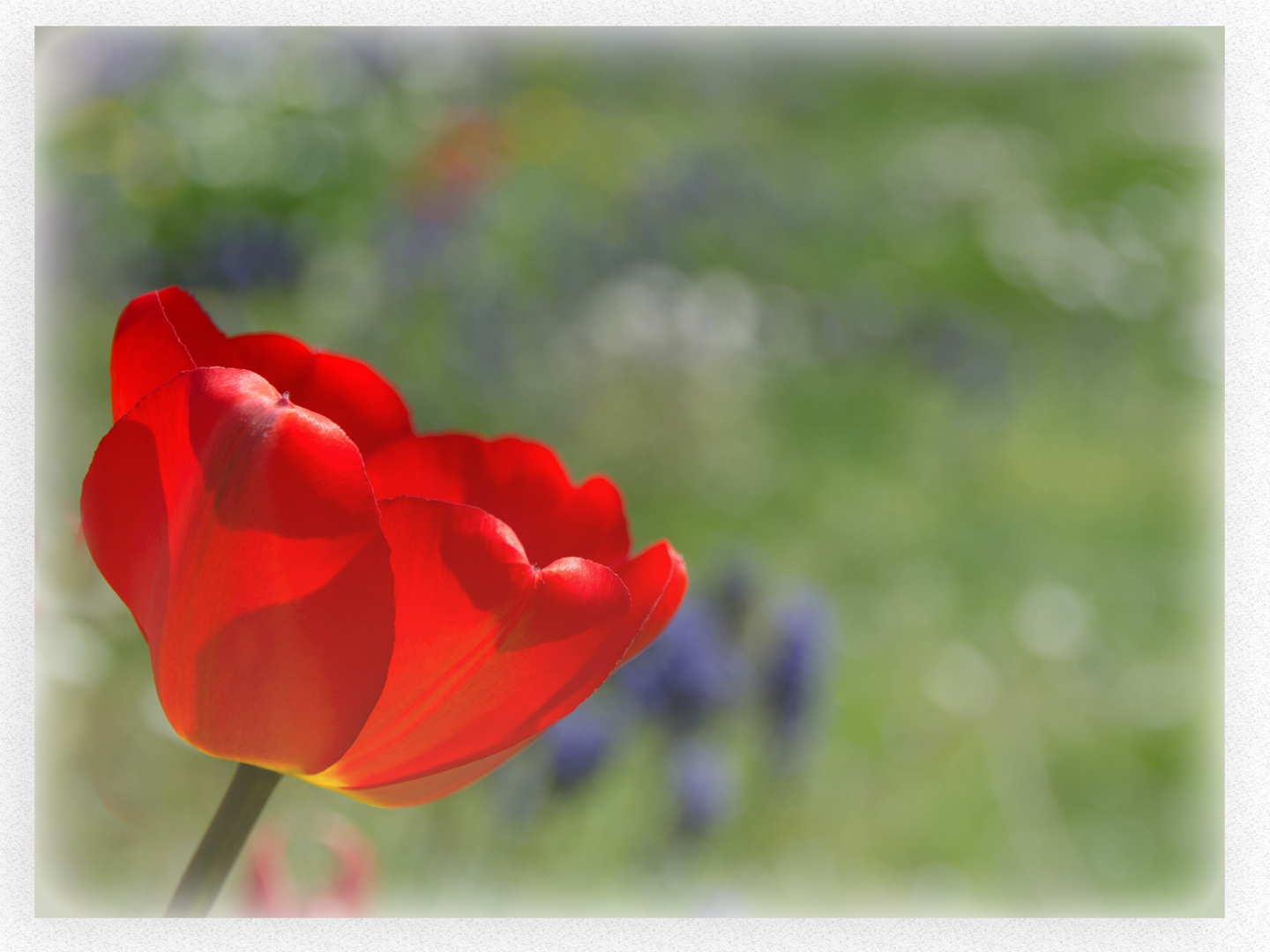 Red Tulp