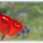 Red Tulp