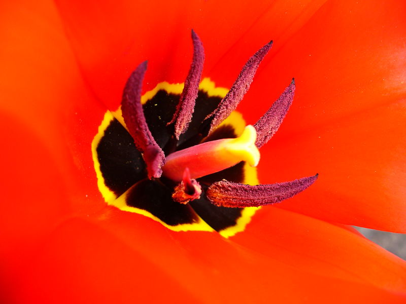 Red Tulp