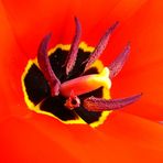 Red Tulp