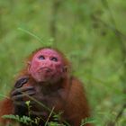 Red Uacari (Cacajao calvus)