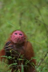 Red Uacari (Cacajao calvus)