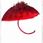 RED UMBRELLA