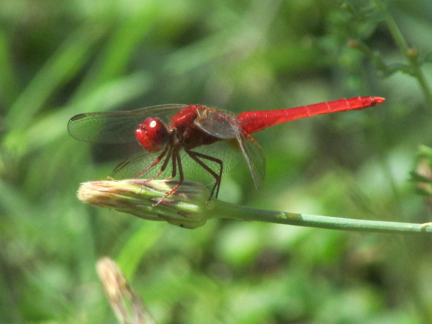 Red-Vained Darter
