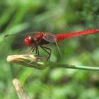 Red-Vained Darter