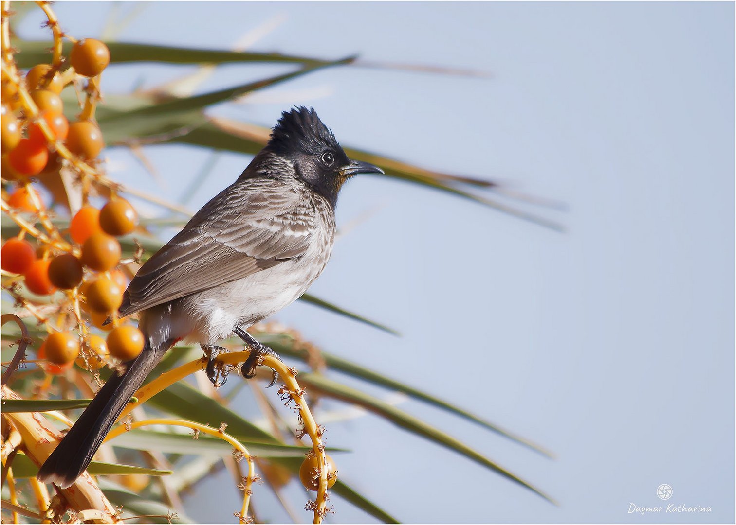 Red vented Bulbul