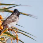 Red vented Bulbul