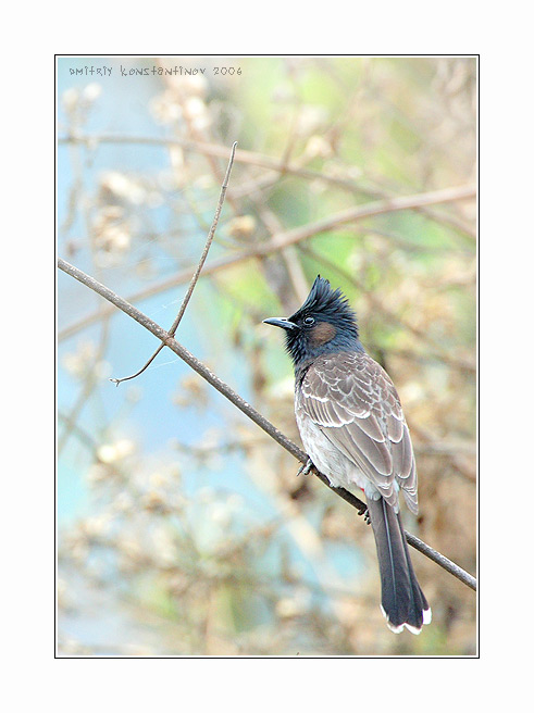 Red vented bulbul (Pycnonotus cafer bengalensis)