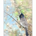 Red vented bulbul (Pycnonotus cafer bengalensis)