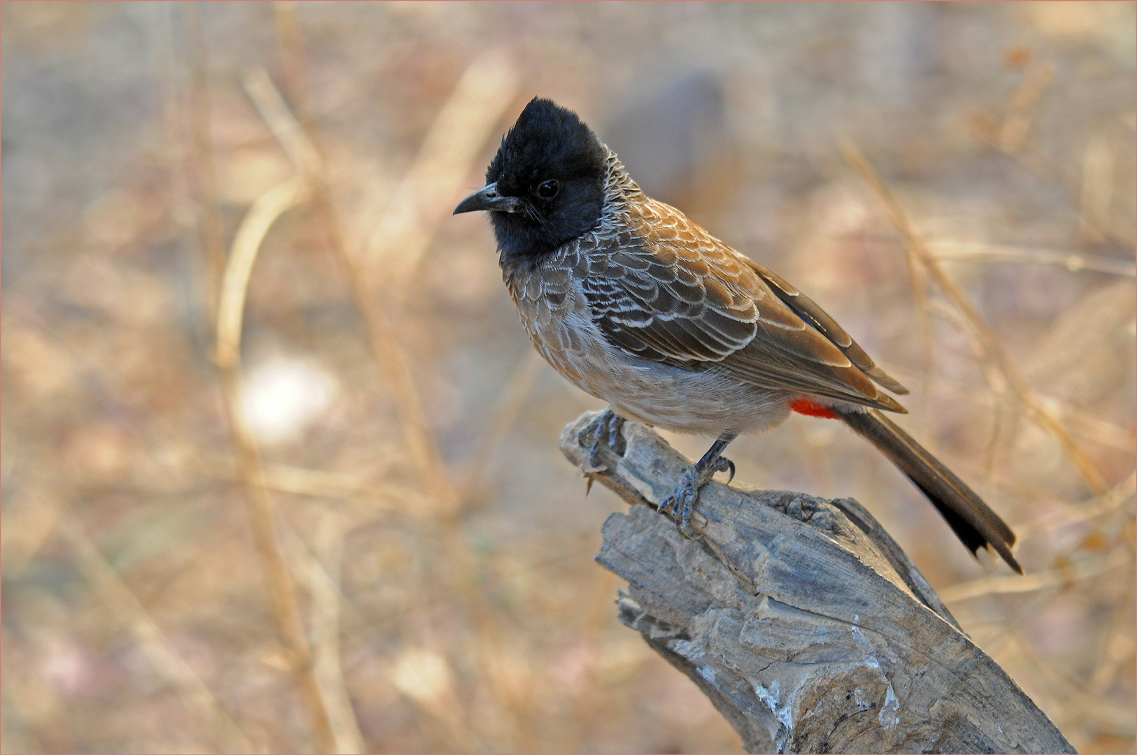 Red-vented bulbul (Pycnonotus cafer)