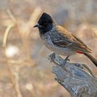 Red-vented bulbul (Pycnonotus cafer)