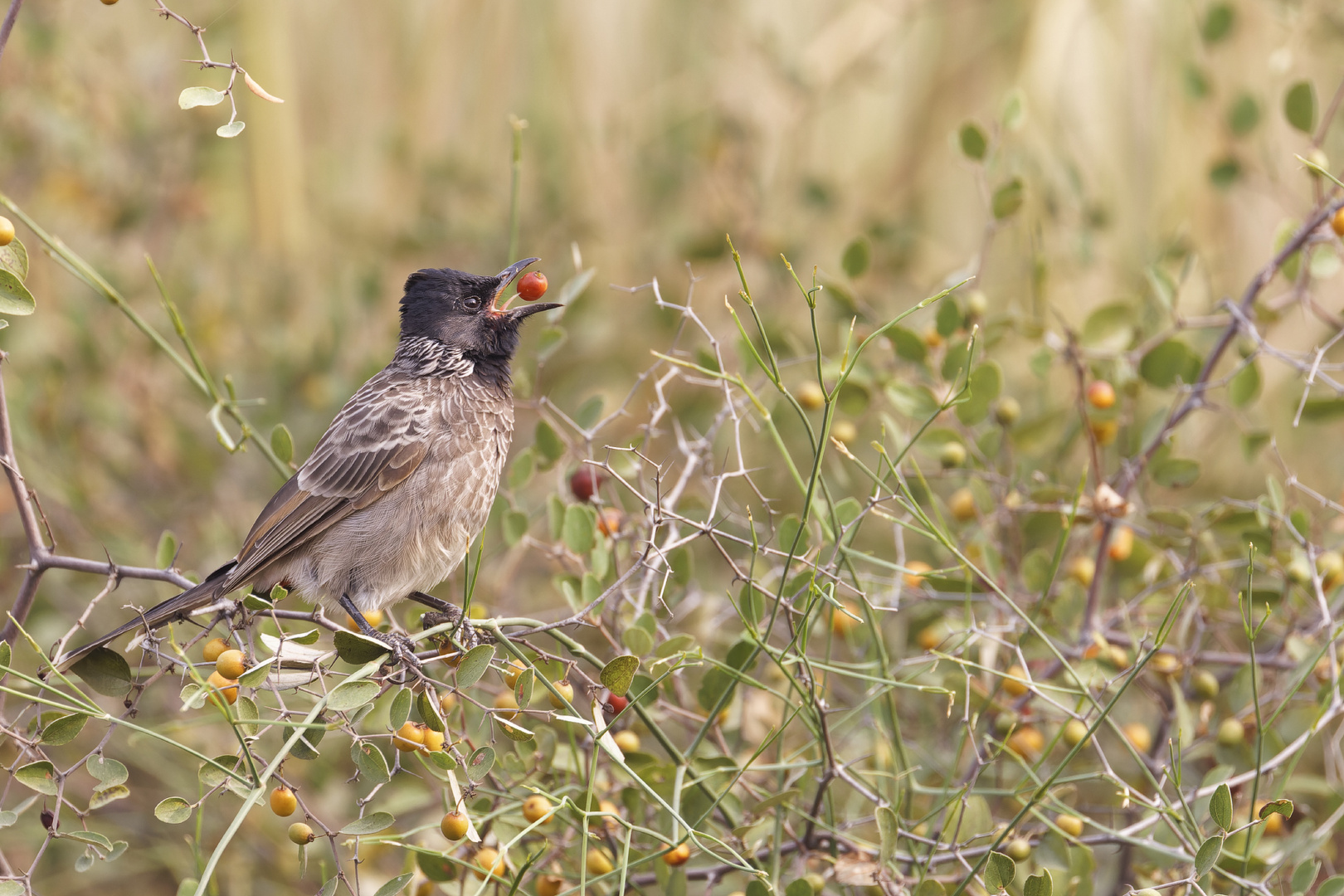 Red-vented bulbul (Rußbülbül)