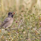 Red-vented bulbul (Rußbülbül)