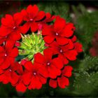 Red Verbena