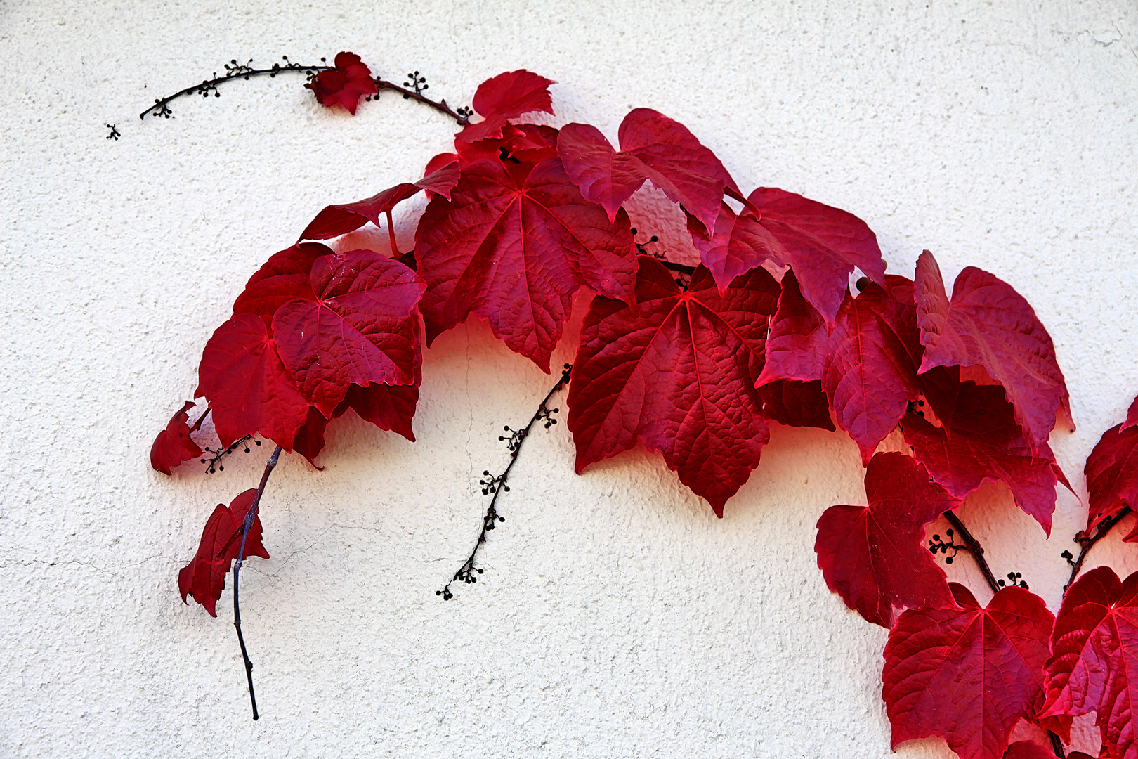 Red Vine