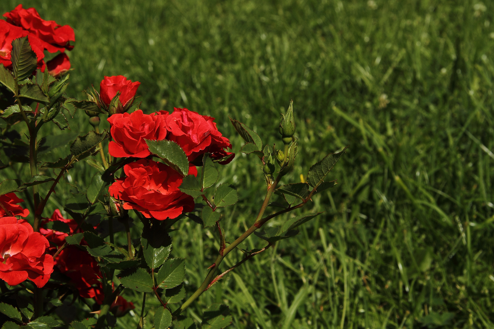 red VS green II