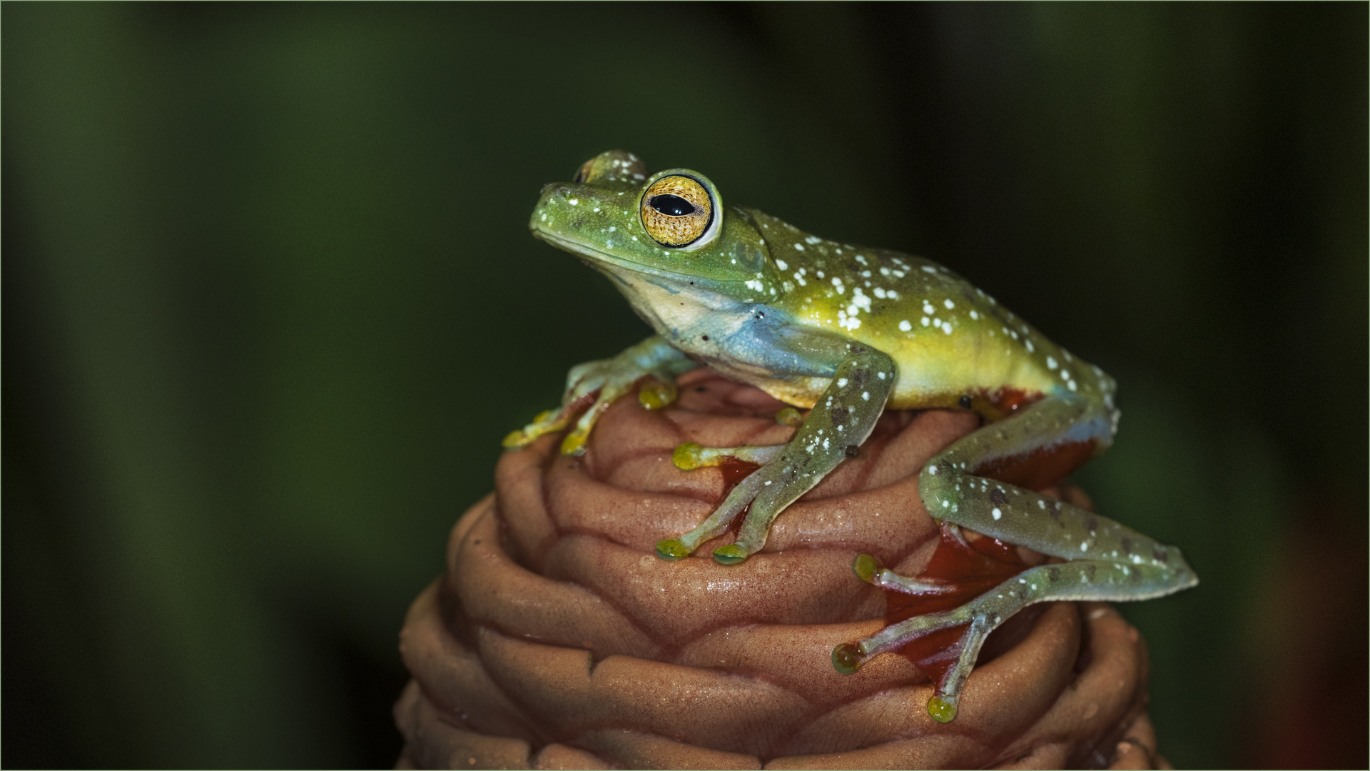 Red wabbed tree frog