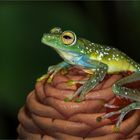 Red wabbed tree frog