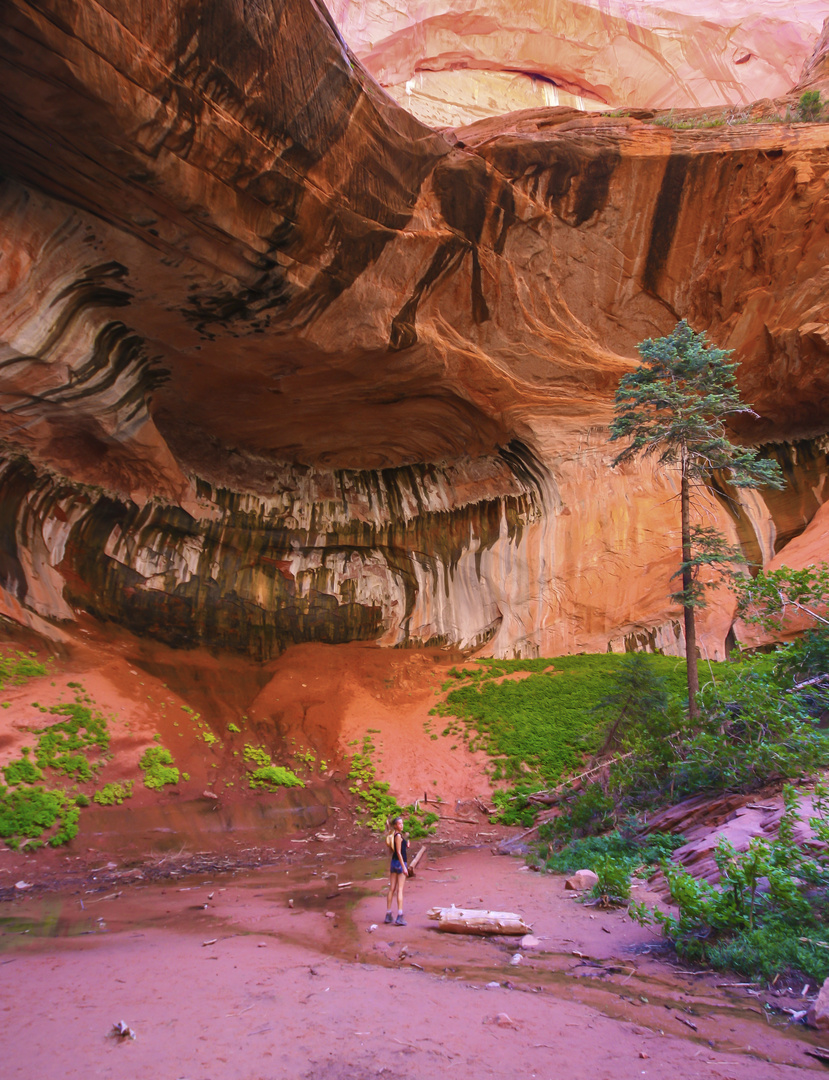 Red Walls of Double Arch Alcove Taylor Creek trail Kolob canyon Canyon Zion National Park, Utah