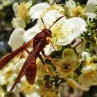 Red Wasp