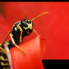 red wasp